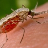 25 квітня - Всесвітній день боротьби з малярією